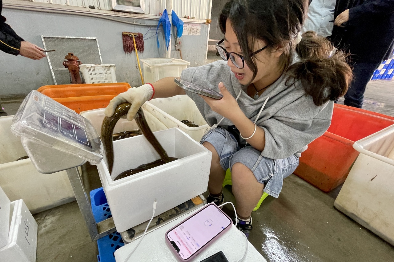 致富养殖黄鳝视频_养殖黄鳝挣钱吗_致富黄鳝养殖