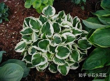致富经花卉创业_种植花卉致富_致富经 花卉