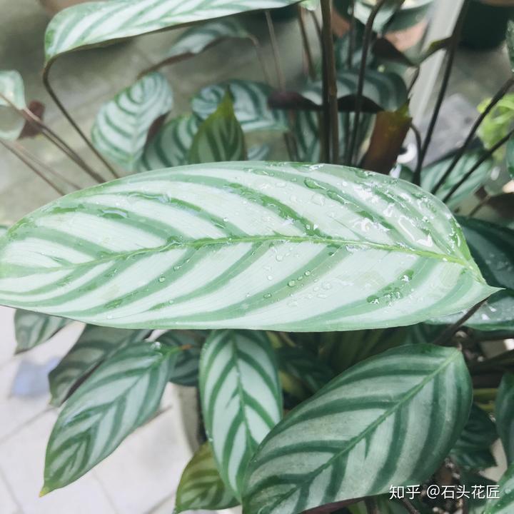 种植花卉致富_致富经花卉创业_致富经 花卉