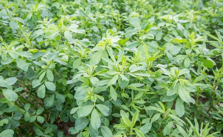 紫叶生菜种植技术_种植生菜紫叶技术要点_种植生菜紫叶技术要求