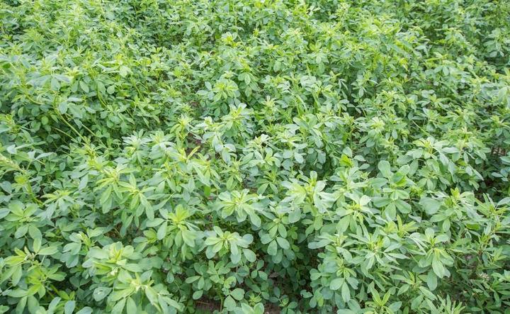 种植生菜紫叶技术要求_种植生菜紫叶技术要点_紫叶生菜种植技术