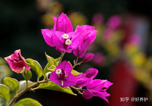 种植花卉致富_养花致富_致富经 花卉