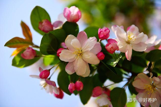 养花致富_致富经 花卉_种植花卉致富