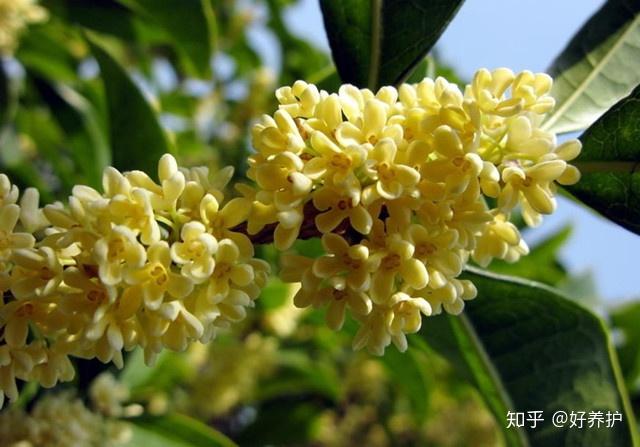 致富经 花卉_种植花卉致富_养花致富