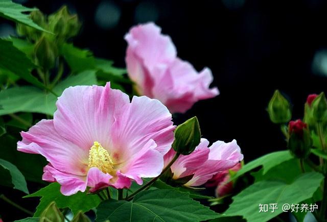 种植花卉致富_养花致富_致富经 花卉