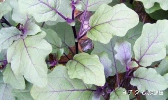 茄子种植方法和要点