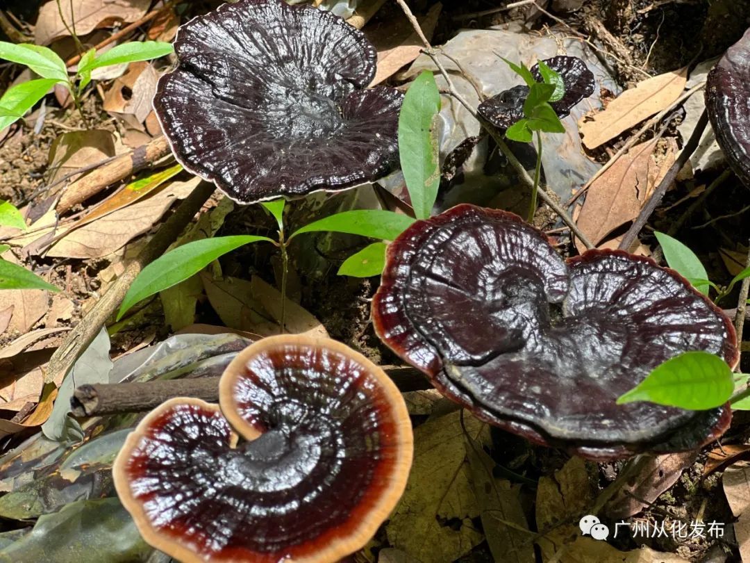 广州从化适合种植植物_从化种植致富_从化有南种植果场