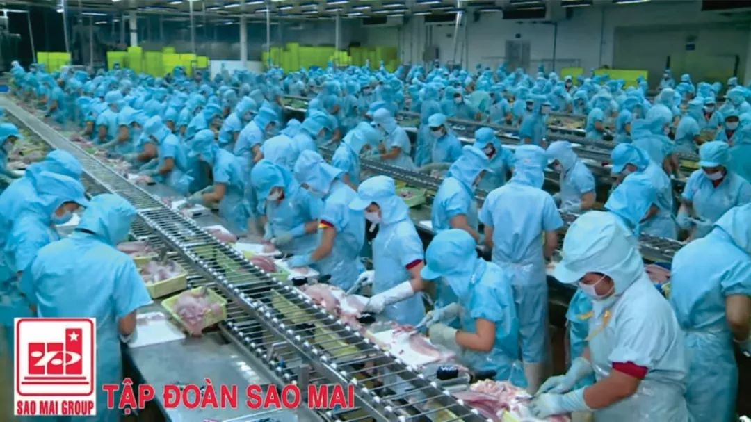 巴沙鱼的养殖技术_巴沙鱼养殖最短周期办法_巴沙鱼养殖