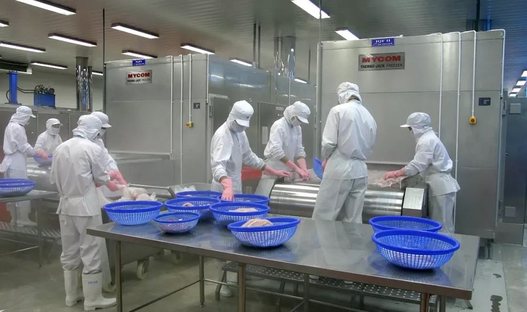 巴沙鱼养殖最短周期办法_巴沙鱼的养殖技术_巴沙鱼养殖