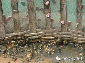 河螺丝怎么养_河螺养殖技术和方法_河螺养殖一亩产量