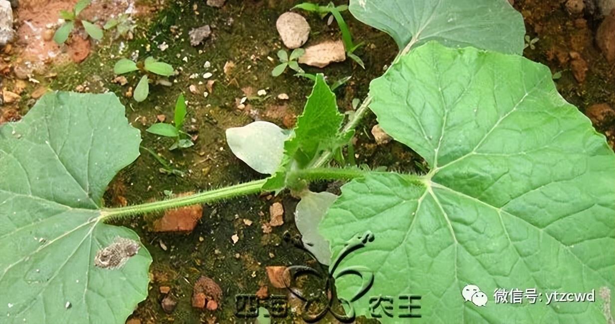 迷你冬瓜种植管理技术_迷你冬瓜种植管理技术视频_迷你冬瓜种植管理技术要点