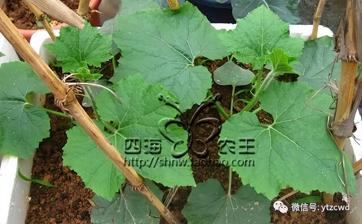 迷你冬瓜种植管理技术视频_迷你冬瓜种植管理技术要点_迷你冬瓜种植管理技术