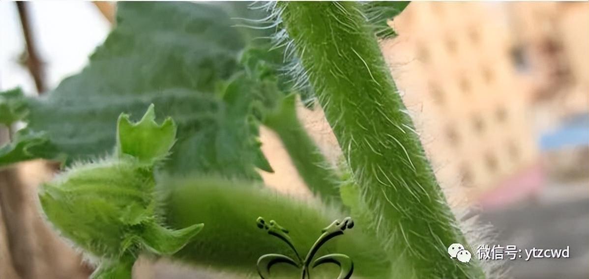 迷你冬瓜种植管理技术视频_迷你冬瓜种植管理技术_迷你冬瓜种植管理技术要点
