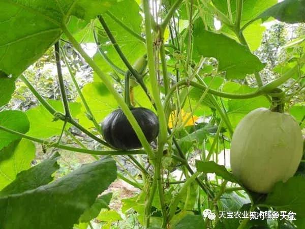 瓜类栽培技术_瓜类种植技术教学_交瓜孑种植技术