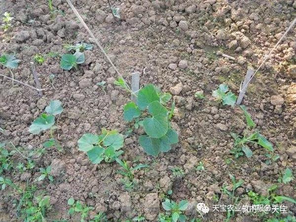 瓜类栽培技术_瓜类种植技术教学_交瓜孑种植技术