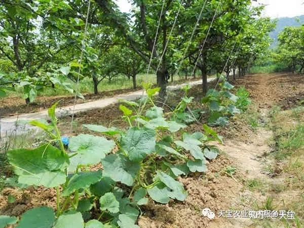 交瓜孑种植技术_瓜类种植技术教学_瓜类栽培技术