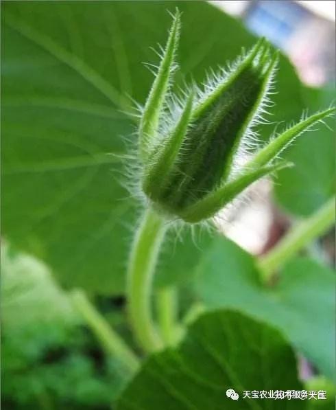 瓜类种植技术教学_交瓜孑种植技术_瓜类栽培技术