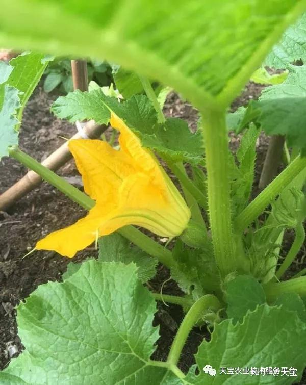 瓜类种植技术教学_瓜类栽培技术_交瓜孑种植技术