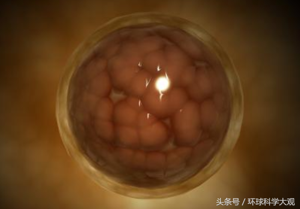 养殖胚胎绵羊技术怎么样_养殖绵羊的胚胎技术_养殖胚胎绵羊技术视频