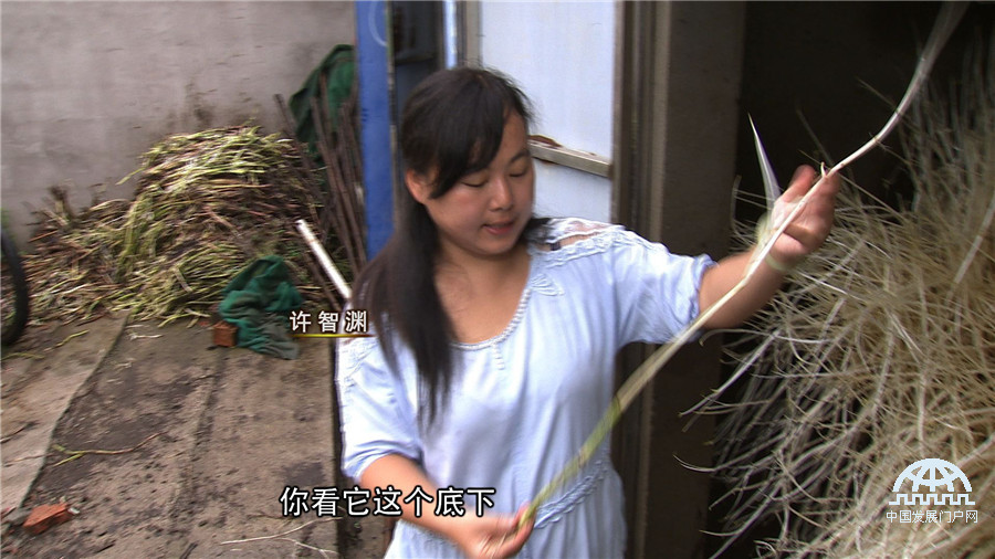 致富经：她种白芹与众不同