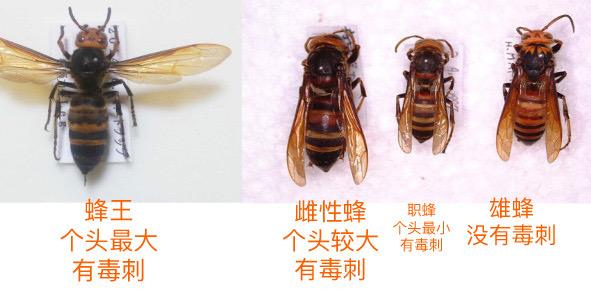 葫芦蜂的养殖技术_葫芦蜂养殖技术视频_葫芦蜂养殖技术与管理