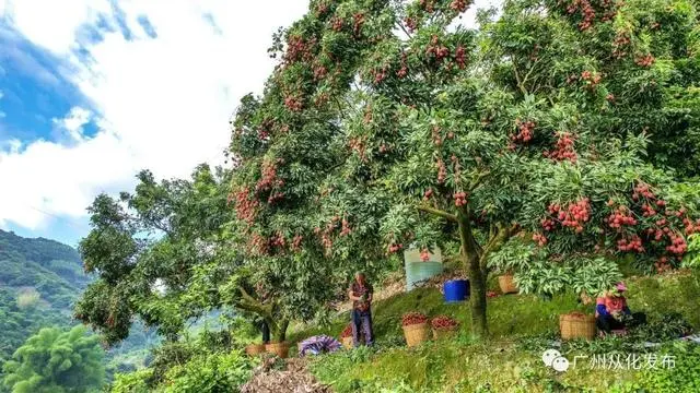 从化种植基地_从化有机蔬菜种植基地_从化种植致富