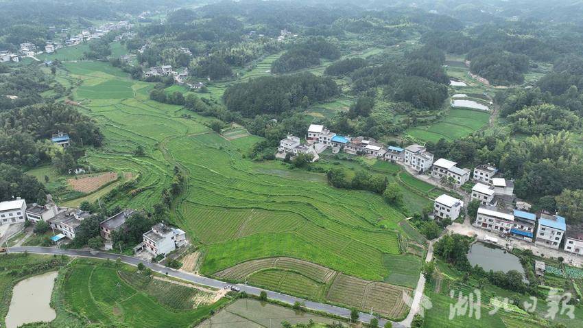 崇阳：“再种10个5000亩中药材基地！”