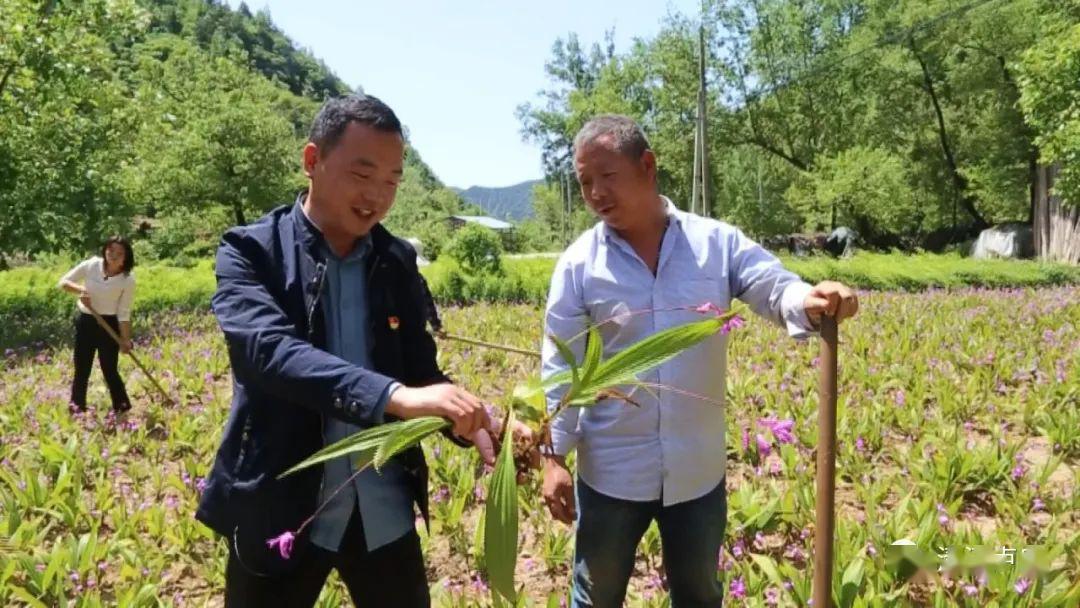 致富种植技术白芨图片_白芨种植条件和注意事项_致富经白芨种植技术