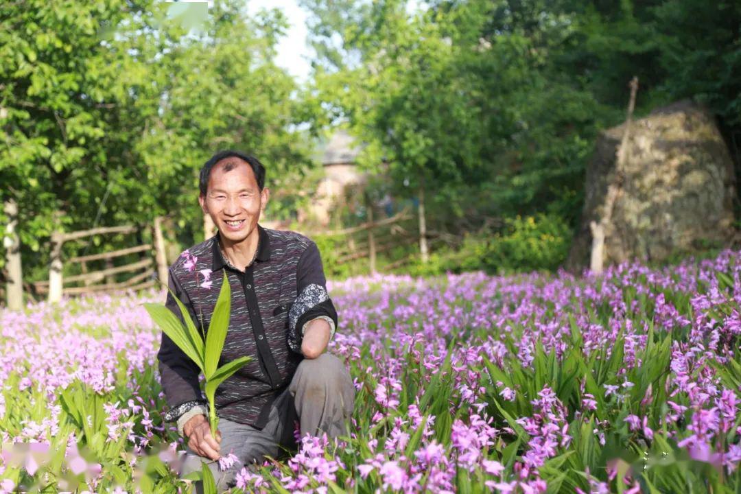 致富经白芨种植技术_致富种植技术白芨图片_白芨种植条件和注意事项