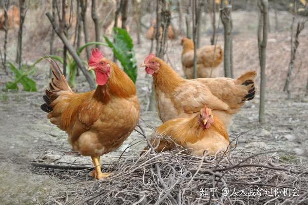 土鸡养殖视频教程_养殖土鸡的技术视频_南方土鸡养殖技术视频