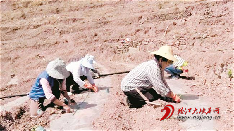 抢抓农时种“致富瓜”
