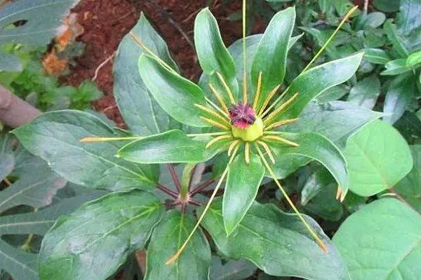 致富药材种植项目有哪些_种植药材 致富项目有哪些_致富药材种植项目有哪些公司
