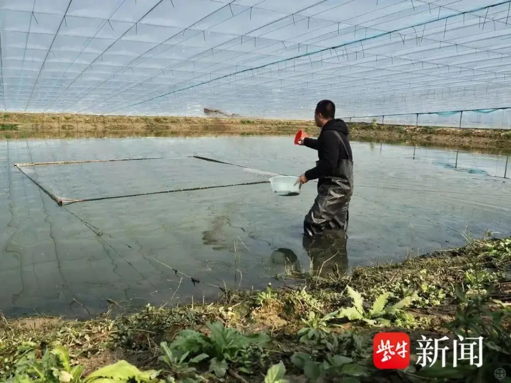 蓝刀鱼养殖基地_蓝刀鱼养殖制致富_蓝刀鱼养殖产量是多少