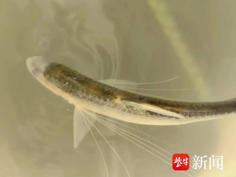 蓝刀鱼养殖制致富_蓝刀鱼养殖产量是多少_蓝刀鱼养殖基地