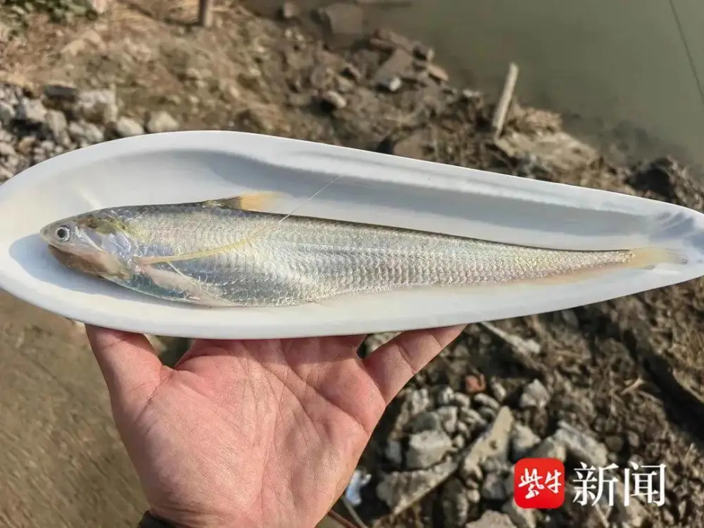 蓝刀鱼养殖基地_蓝刀鱼养殖制致富_蓝刀鱼养殖产量是多少