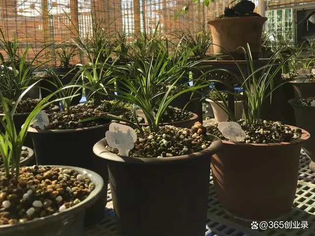 农村养殖致富8_致富养殖农村有补贴吗_农村致富养殖项目