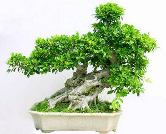 花卉种植致富方案_花卉致富种植方案设计_花卉致富种植方案模板