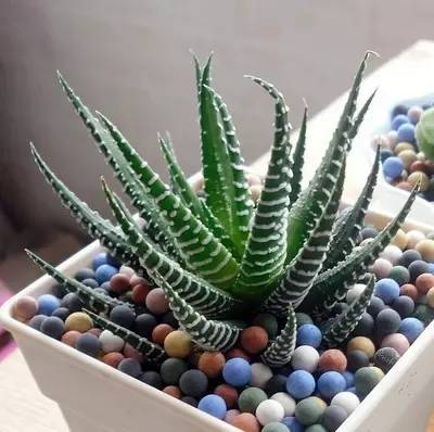 花卉致富种植方案设计_花卉致富种植方案模板_花卉种植致富方案