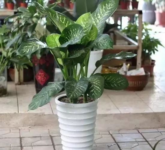 花卉致富种植方案设计_花卉种植致富方案_花卉致富种植方案模板