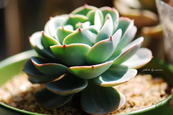 花卉种植致富方案_花卉致富种植方案模板_花卉致富种植方案设计