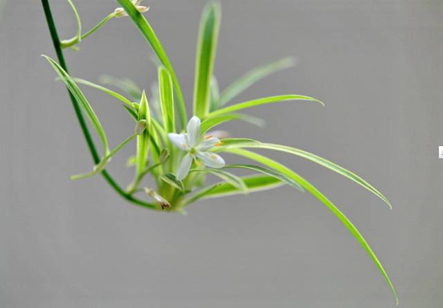 花卉种植致富方案_花卉致富种植方案模板_花卉致富种植方案设计