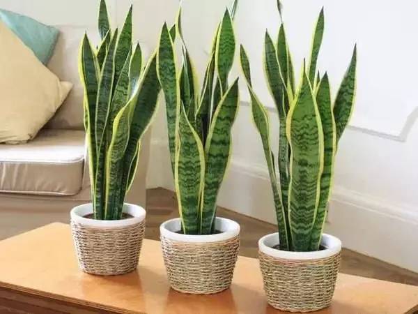 花卉种植致富方案_花卉致富种植方案设计_花卉致富种植方案模板