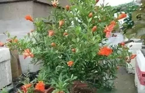 花卉致富种植方案怎么写_花卉种植致富方案_花卉带动致富路