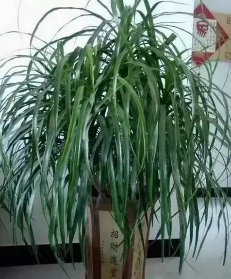 花卉种植致富方案_花卉致富种植方案怎么写_花卉带动致富路
