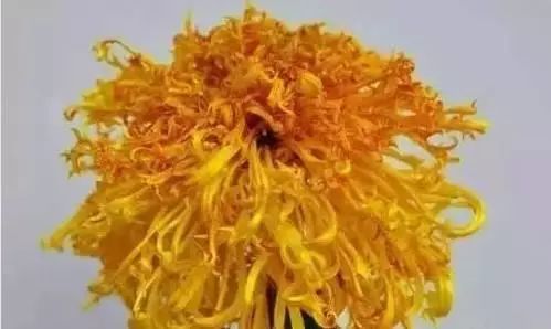 花卉致富种植方案怎么写_花卉带动致富路_花卉种植致富方案