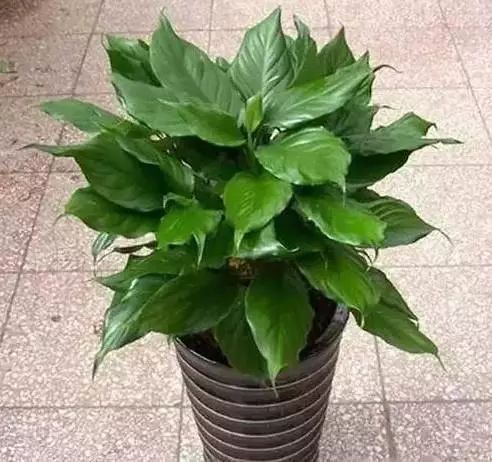 花卉种植致富方案_花卉带动致富路_花卉致富种植方案怎么写