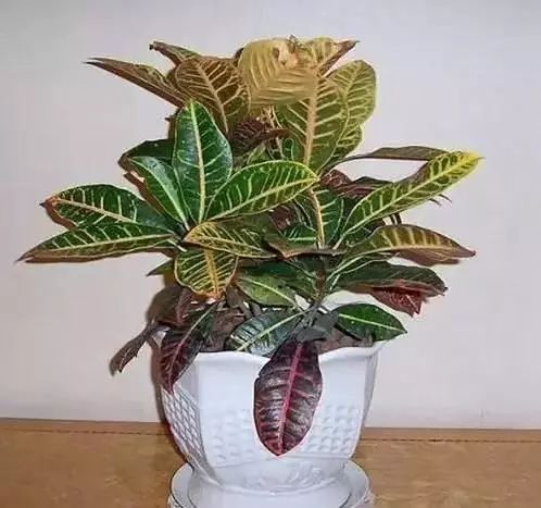 花卉种植致富方案_花卉带动致富路_花卉致富种植方案怎么写