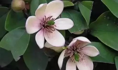 花卉带动致富路_花卉种植致富方案_花卉致富种植方案怎么写