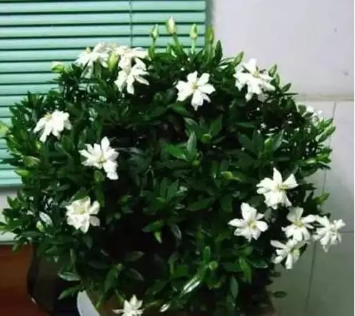花卉带动致富路_花卉种植致富方案_花卉致富种植方案怎么写