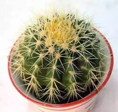 花卉致富种植方案怎么写_花卉种植致富方案_花卉带动致富路
